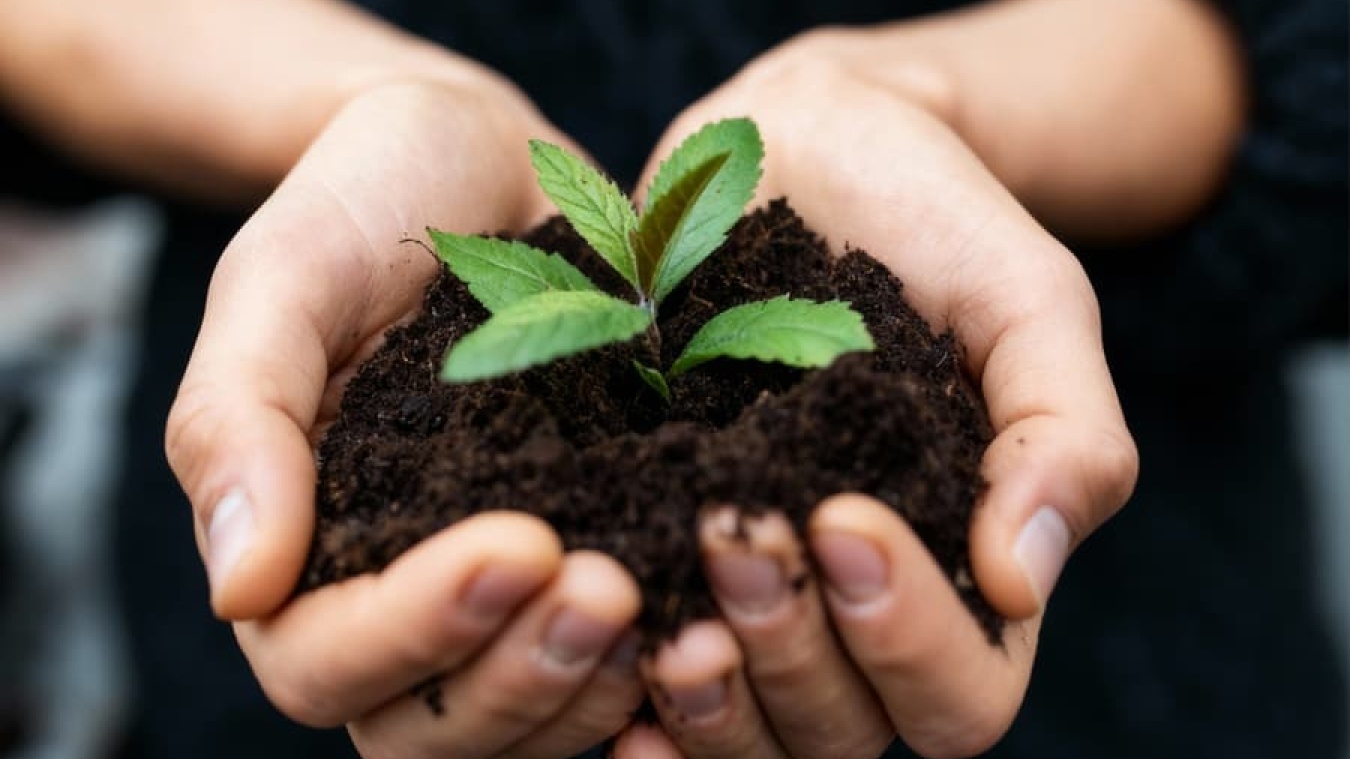 BOLD TibitsPadma teaser v1